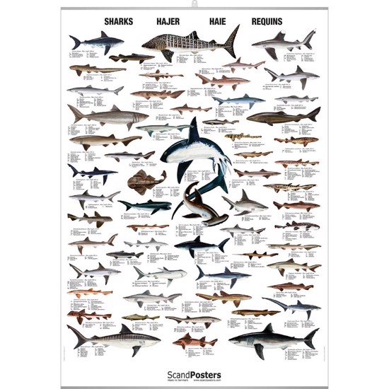 Plakat med hajer