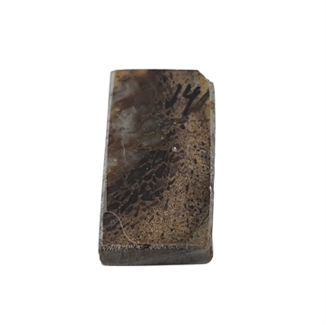 Dinosaurus knogle 10,0 mm - Stabiliseret