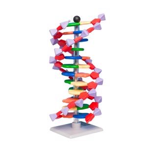 DNA-modelkit Elevmodel
