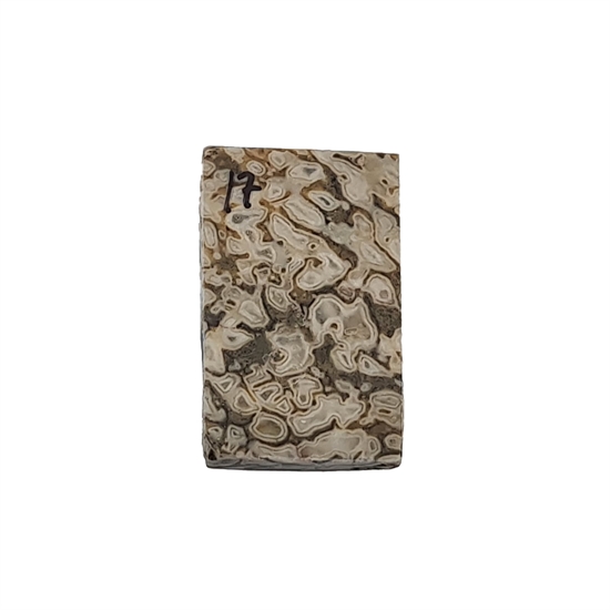 Dinosaurus knogle 6,0 mm - Stabiliseret