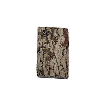 Dinosaurus knogle 6,0 mm - Stabiliseret