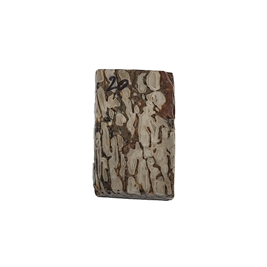 Dinosaurus knogle 6,0 mm - Stabiliseret