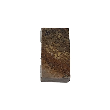 Dinosaurus knogle 10,0 mm - Stabiliseret