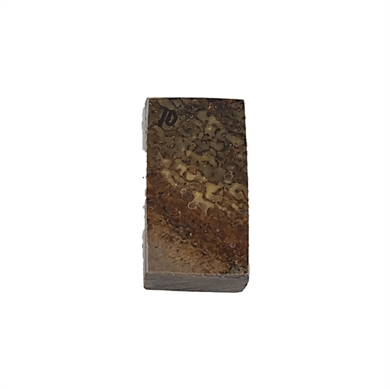 Dinosaurus knogle 10,0 mm - Stabiliseret