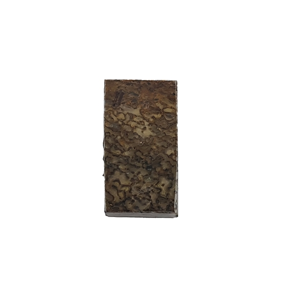 Dinosaurus knogle 10,0 mm - Stabiliseret