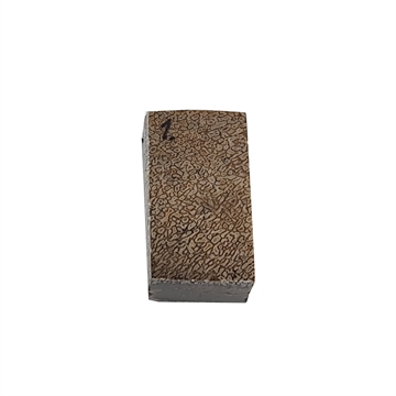Dinosaurus knogle 15,0 mm - Stabiliseret