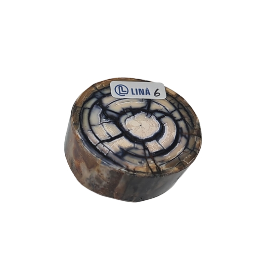 Mammut Stødtand - Stabiliseret 