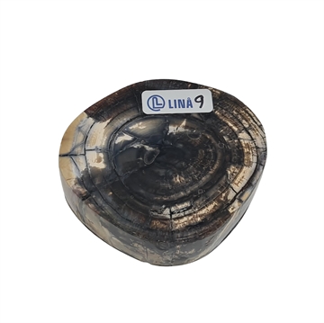 Mammut Stødtand - Stabiliseret