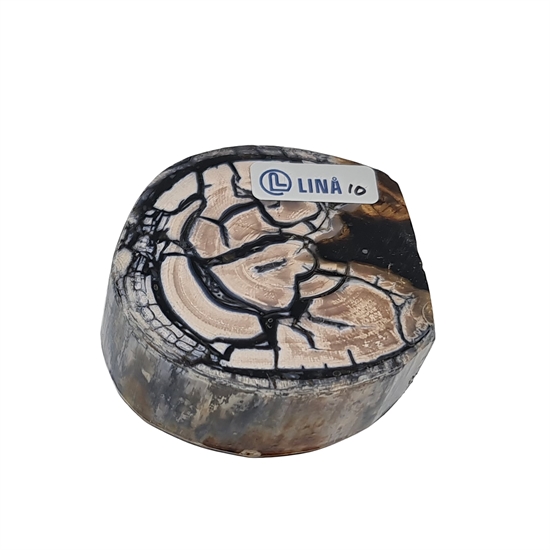 Mammut Stødtand - Stabiliseret 