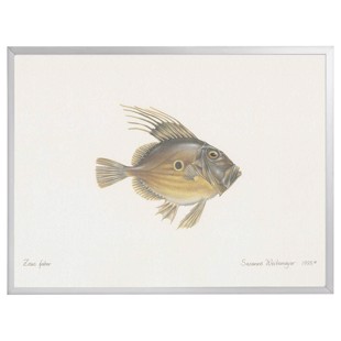 Litografi med ramme - Sanktpetersfisk