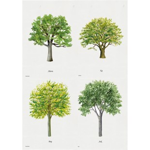 Litografier - Træer - 4 stk.