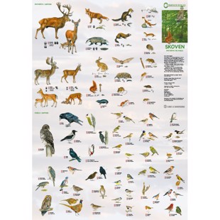 Skoven Plakat, Pattedyr og Fugle