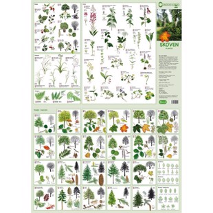 Skoven Plakat, Planter