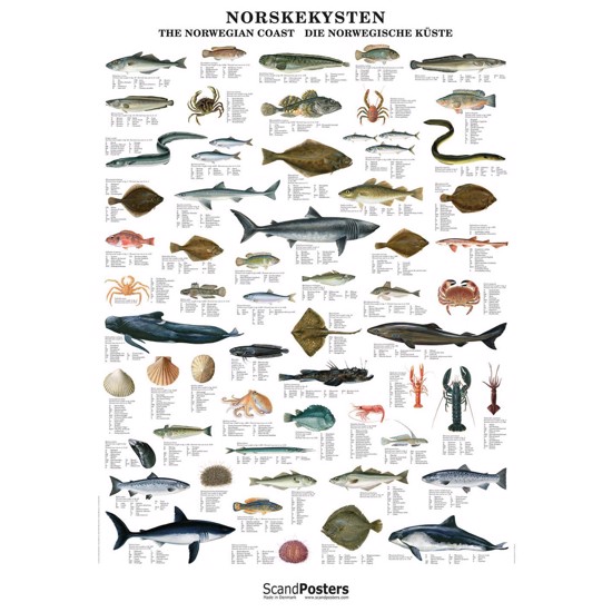 Plakat - Norskekystens Fisk - UDEN