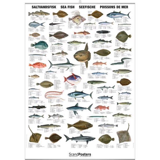 Plakat - Saltvandsfisk - MED