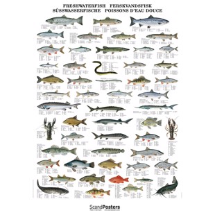 Ferskvandsfisk Plakat