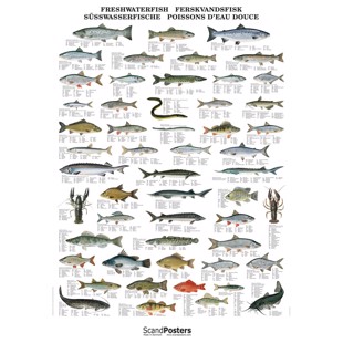 Ferskvandsfisk Plakat