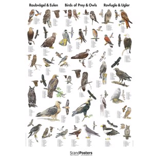 Rovfugle og Ugler Plakat