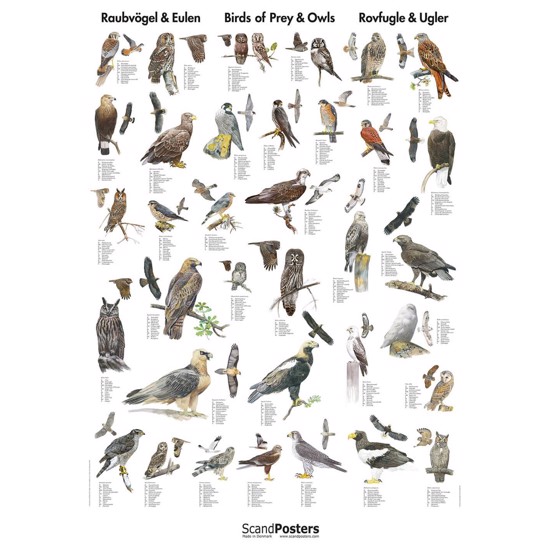 Rovfugle og Ugler Plakat