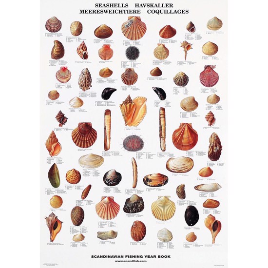 Havskaller Plakat