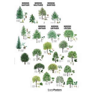 Plakatsæt - Nordens Træer - MED
MT2 - med lister
