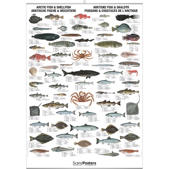 Plakat - Arktiske Fisk og Skaldyr - MED 