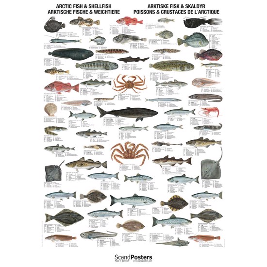 Plakat - Arktiske Fisk og Skaldyr - UDEN