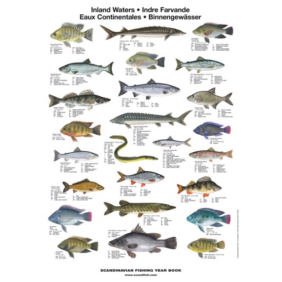 Fisk i Søer & Floder Plakat