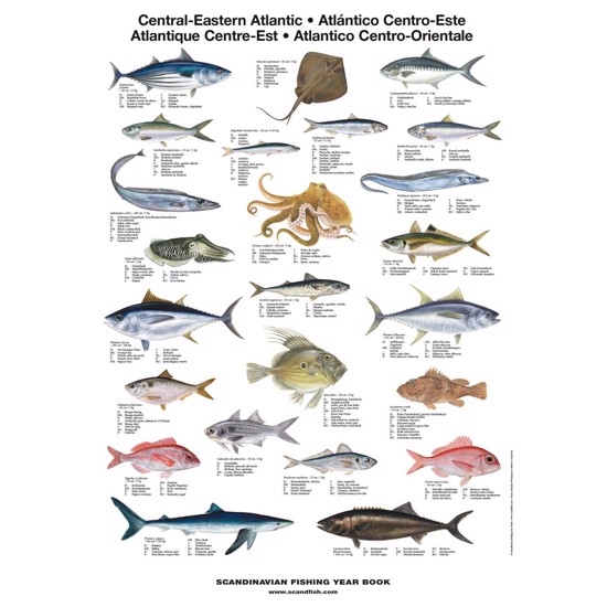 Centraløstlige Atlanterhavs Fisk Plakat