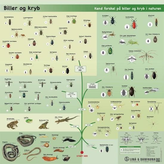 Aluminiumstavle - Biller og Kryb
