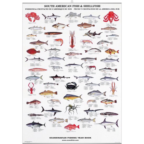 Plakat - Sydamerikanske Fisk  Skaldyr 