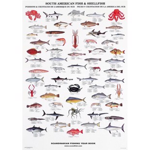 Sydamerikanske Fisk & Skaldyr Plakat