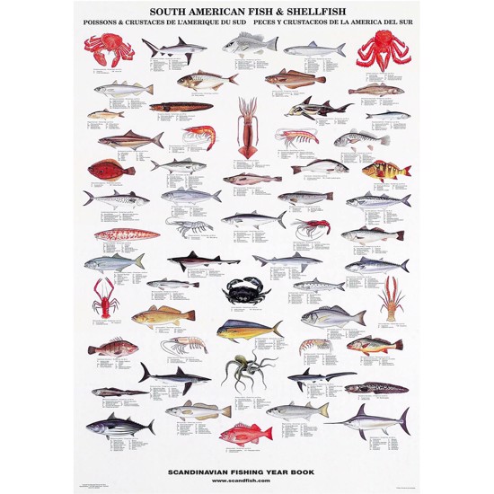 Plakat - Sydamerikanske Fisk  Skaldyr