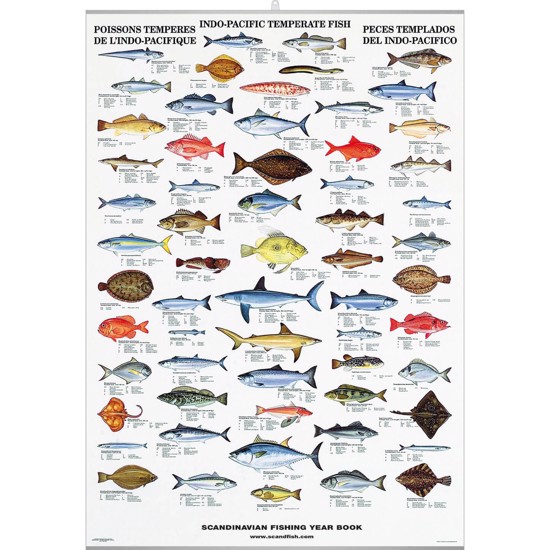 Plakat - Stillehavets Tempererede Fisk