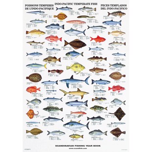 Stillehavets Tempererede Fisk Plakat