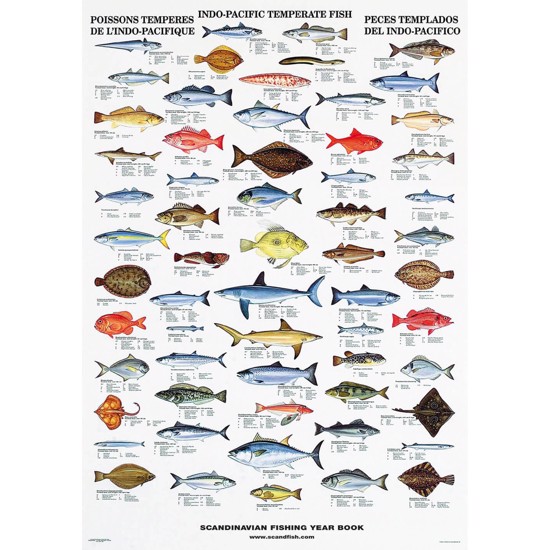 Stillehavets Tempererede Fisk Plakat
