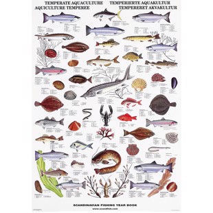 Tempereret Fisk & Skaldyr Plakat