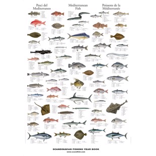 Middelhavets Fisk Plakat