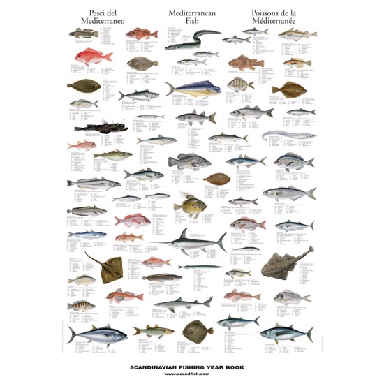 Middelhavets Fisk Plakat