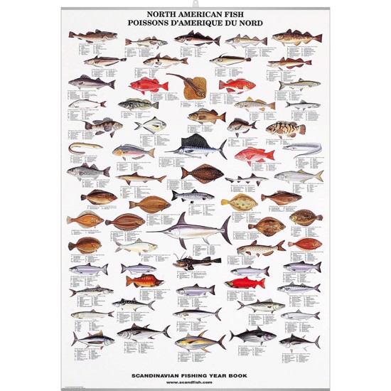 Plakat - Nordamerikanske Fisk - MED
