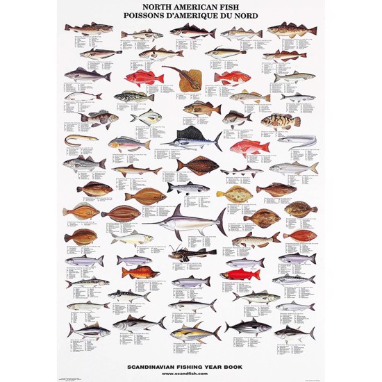 Plakat - Nordamerikanske Fisk - UDEN