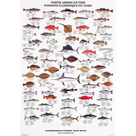 Plakat - Nordamerikanske Fisk - UDEN