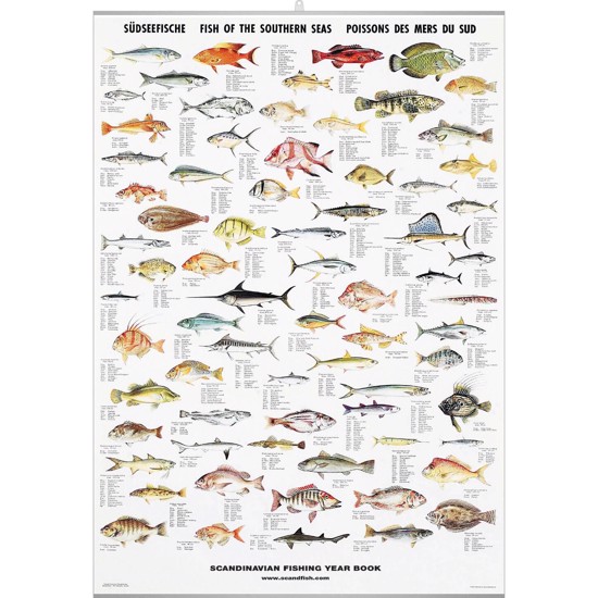 Plakat - Stillehavets Fisk - MED