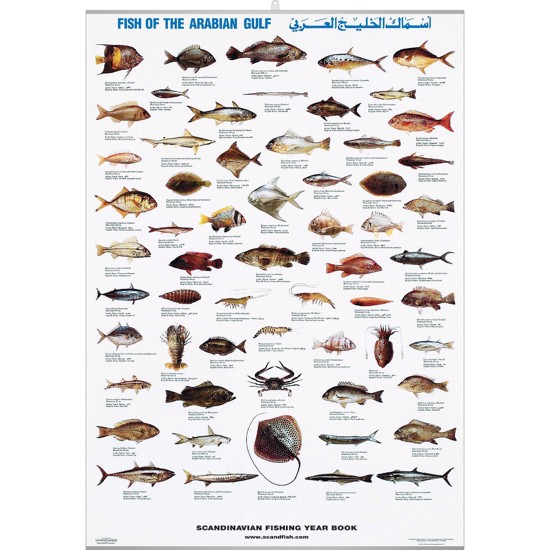 Plakat - Den Arabiske Golfs Fisk - MED