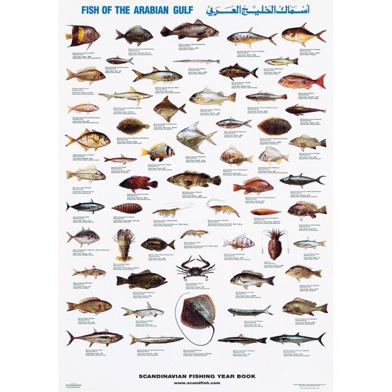 Den Arabiske Golfs Fisk Plakat