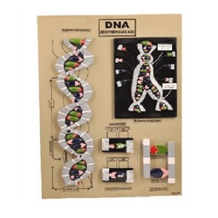 Model af DNA