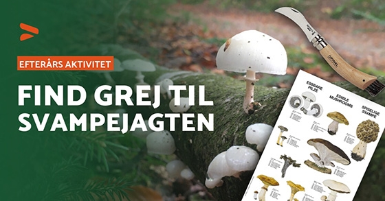 Svampejagt