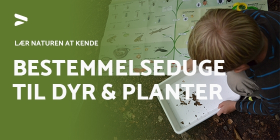 Bestemmelsesduge