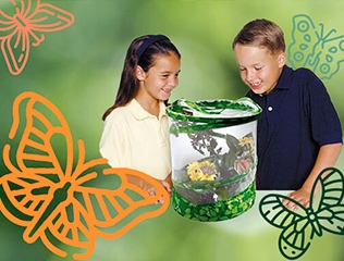 Køb sommerfuglelarver