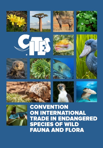 Brochure hvem Cities er